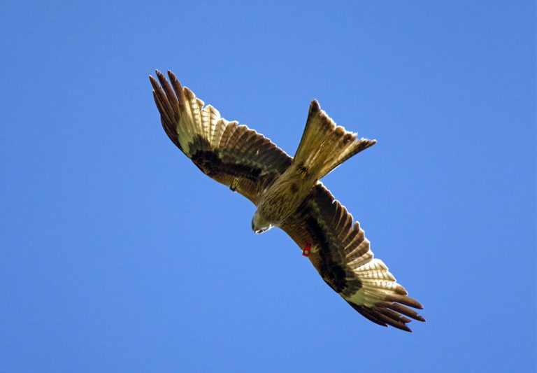 Police Investigate After Red Kite Found Shot Near Newry