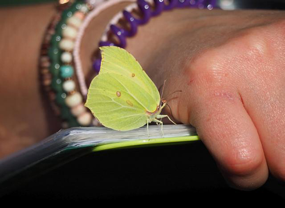 Butterfly Conservation Seeks Survey Help In Lockdown