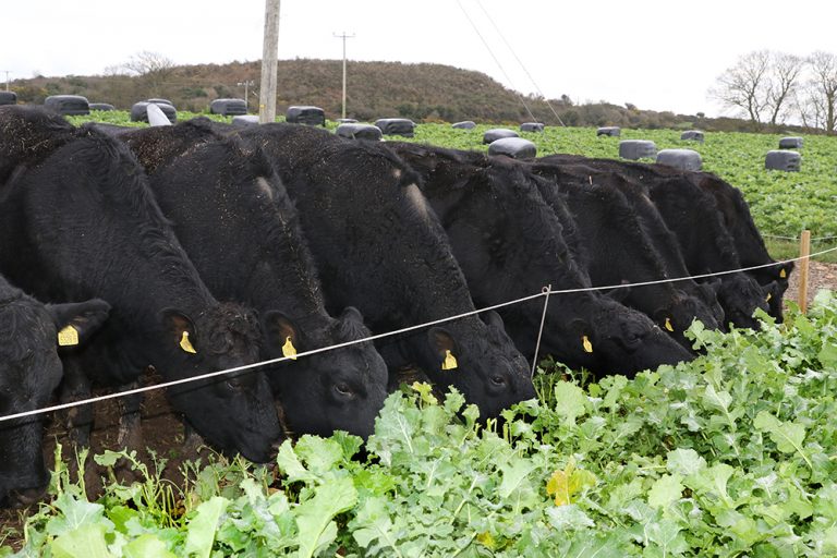 Poots Raises Imported Beef Issue With Secretary Of State