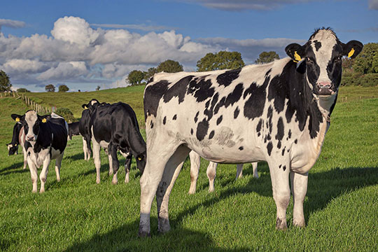 Dairy Herd Management Discussion By CAFRE’s Gavin Duffy