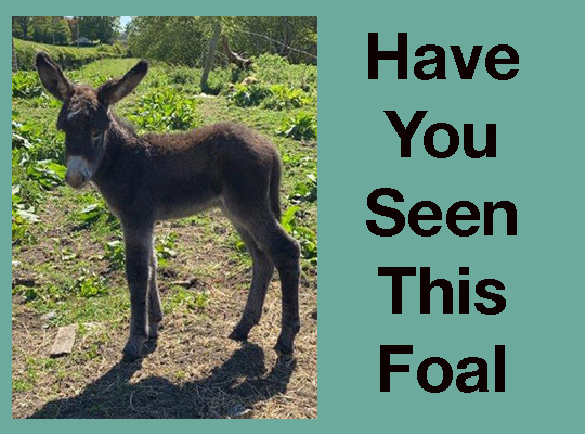 Donkey Foal Stolen Near Newry Off Rathfriland Road