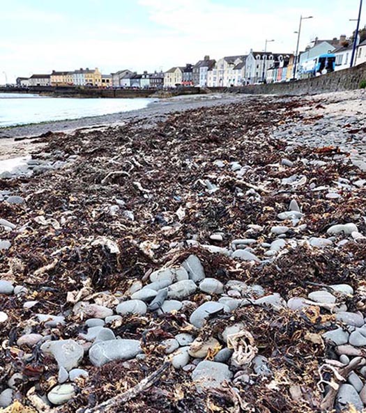 Buried Sea Litter Resurfaces On Donaghadee Shoreline