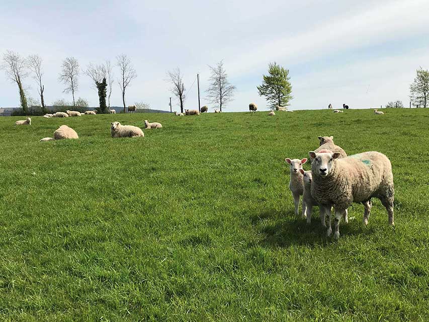 UFU Tells Sheep Farmers To Focus On The Market