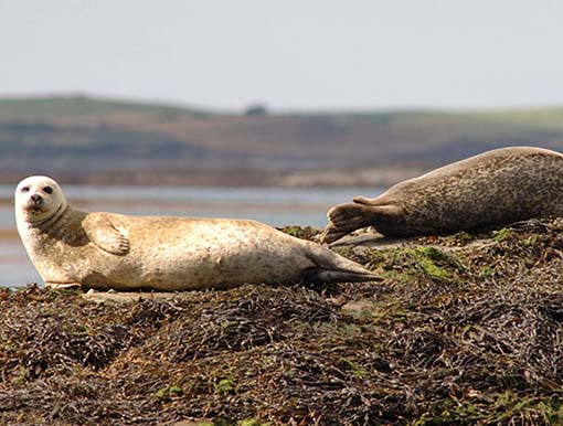 NMD Council Ask Beach Users To Help Protect Local Wildlife NMD Council Ask Beach Users To Help Protect Local Wildlife