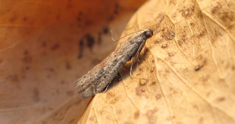 New Moth Species Found At Murlough Nature Reserve