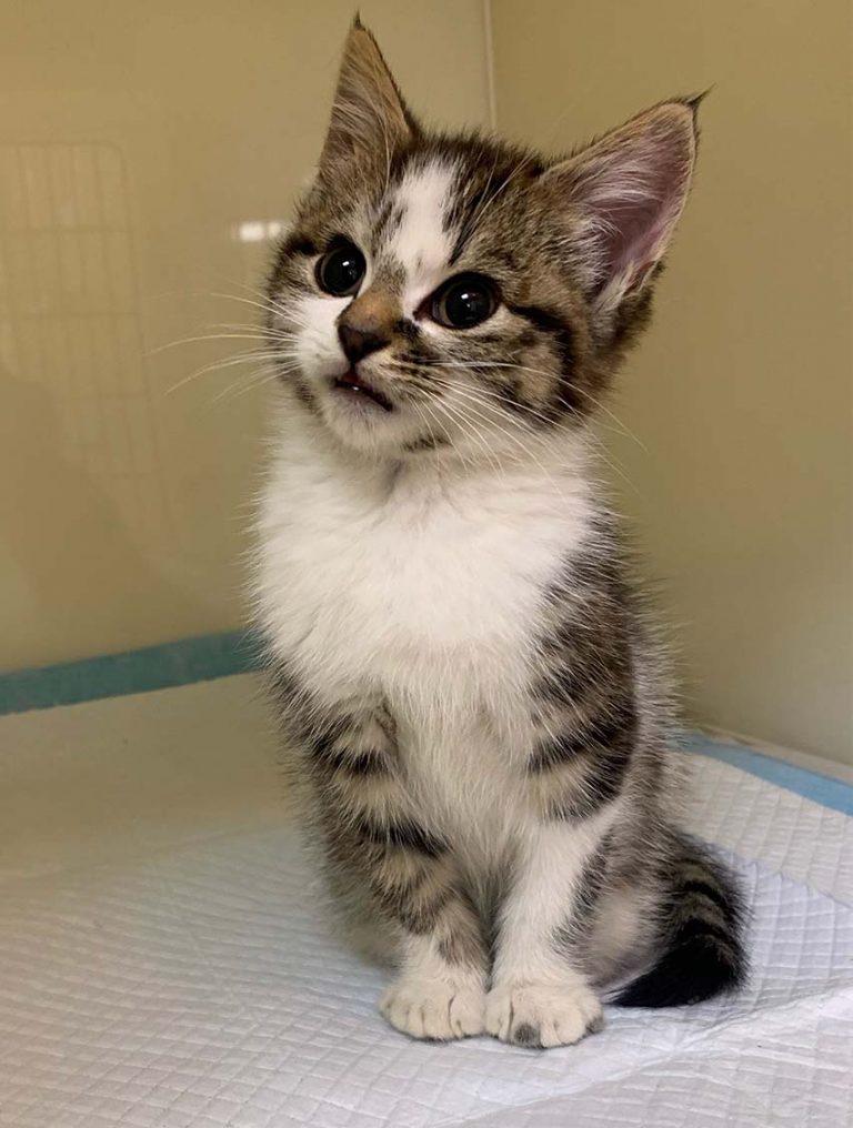 USPCA Assists Kitten With Injuries Dumped On Road