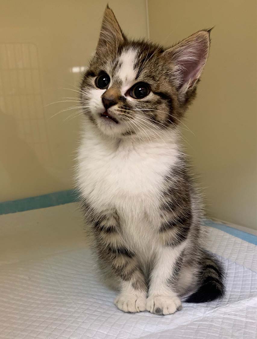 USPCA Assists Kitten With Injuries Dumped On Road