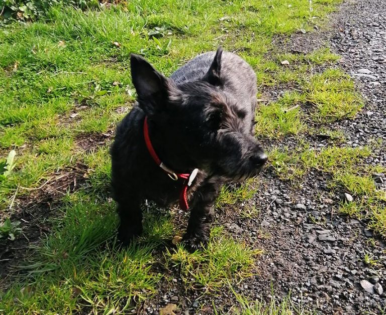 Brown Gets Council Support On Dog Euthanasia Issue Brown Gets Council Support On Dog Euthanasia Issue