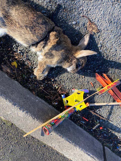 USPCA Reward After Rocket Tied To Rabbit In Newcastle