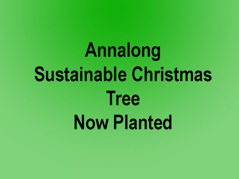 Annalong Sustainable Christmas Tree Is A Big Hit