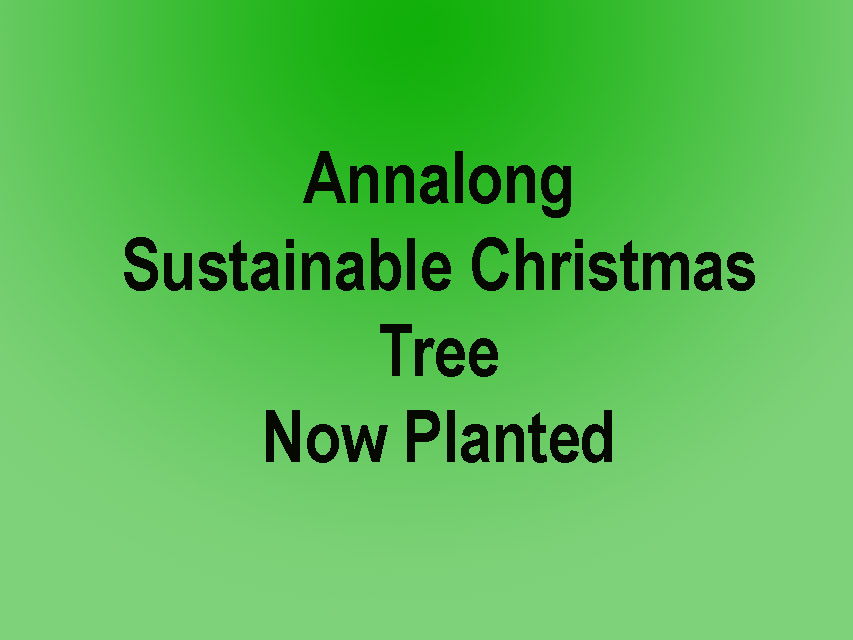 Annalong Sustainable Christmas Tree Is A Big Hit