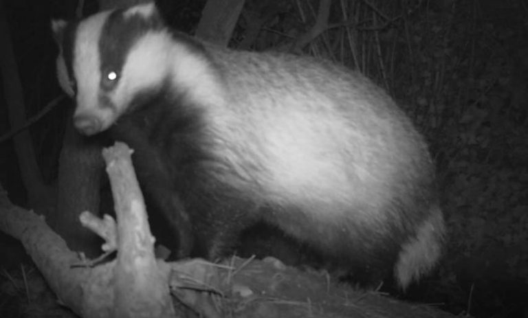 Operation Brockwatch Continues Badger Protection