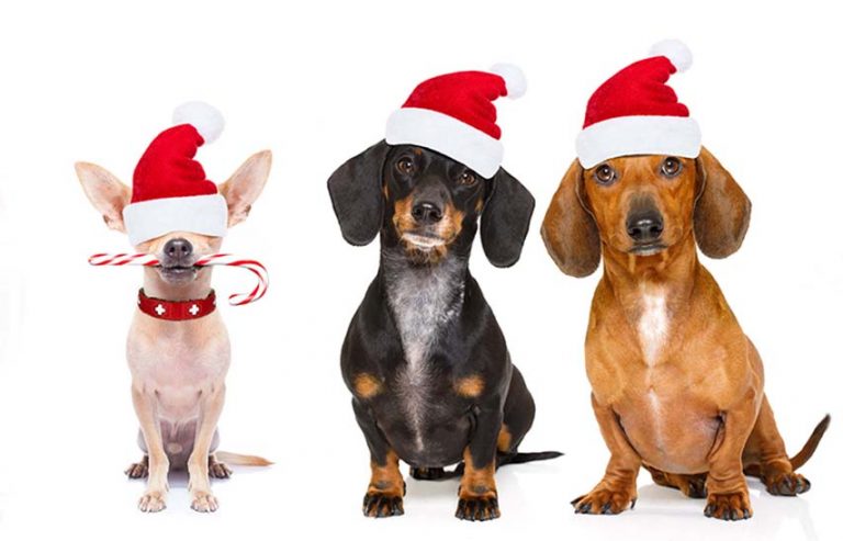 Pets Will Need Certs If Travelling To NI After January 1st