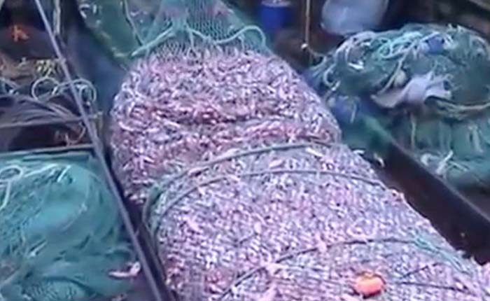 Irish Fisheries Ministers Blasted By EU For Overfishing Irish Fisheries Ministers Blasted By EU For Overfishing