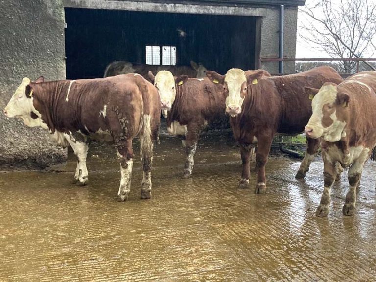 Calving System For Two Year Old Heifers Tested In Down