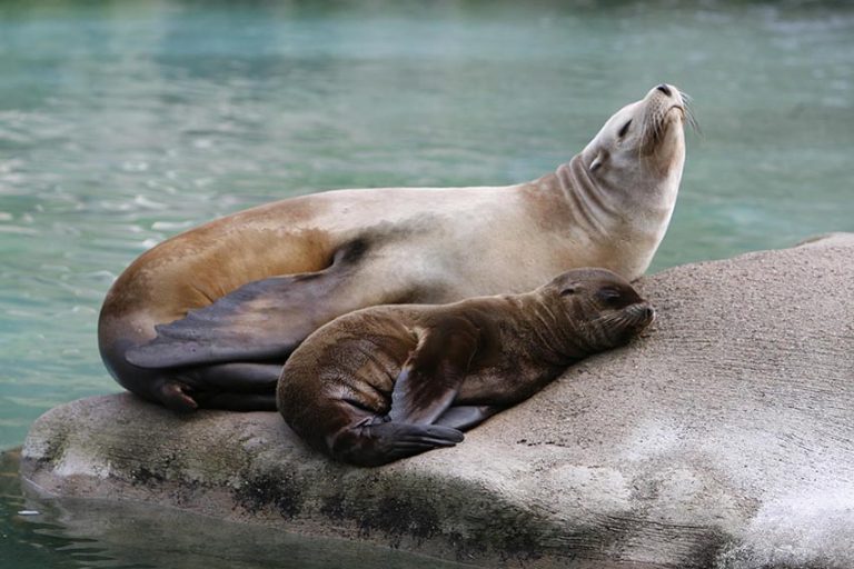Strangford Lough Seal Deaths Concerning: Shannon Strangford Lough Seal Deaths Concerning: Shannon