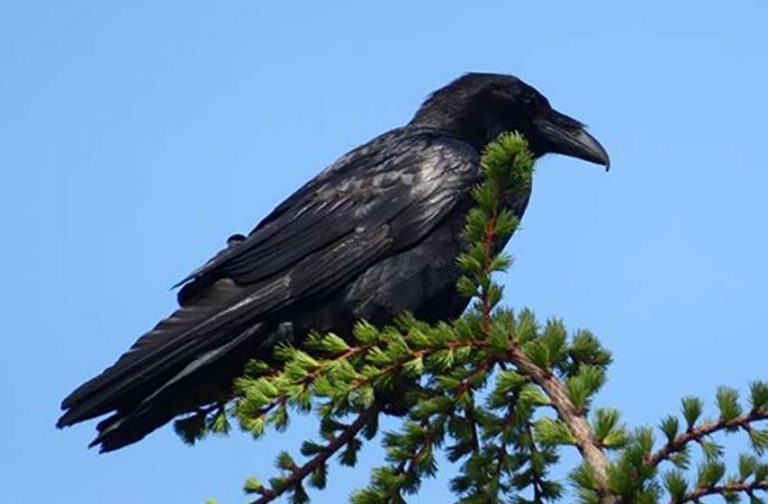 Ravens Show Their Resilience In The Mournes