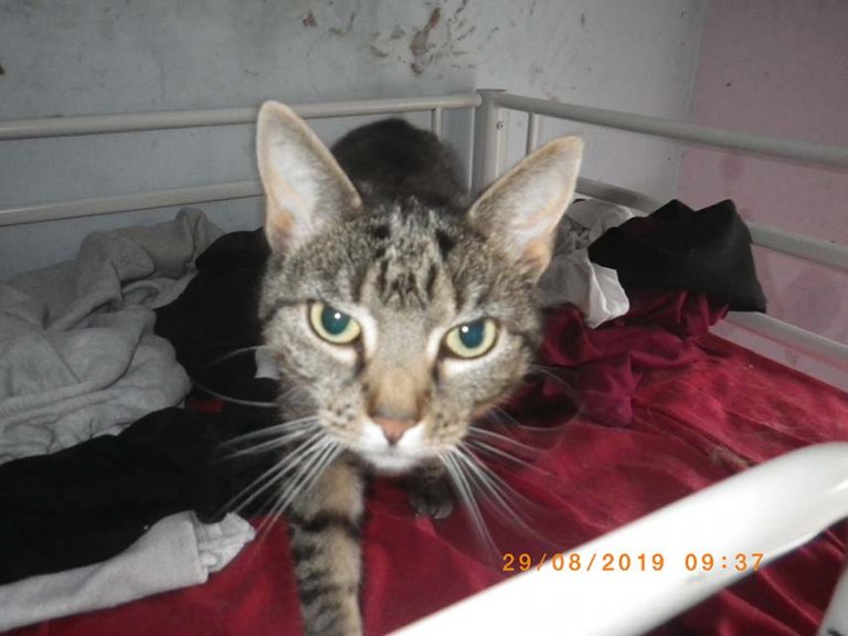 Newry Woman Gets Three Year Ban On Keeping Animals