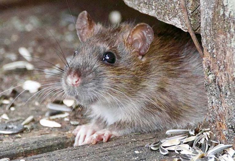 Cllr Clarke Fears For Rats Infestation At Newcastle Harbour