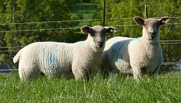 UFU Concerned About Changes To MV Sheep Status