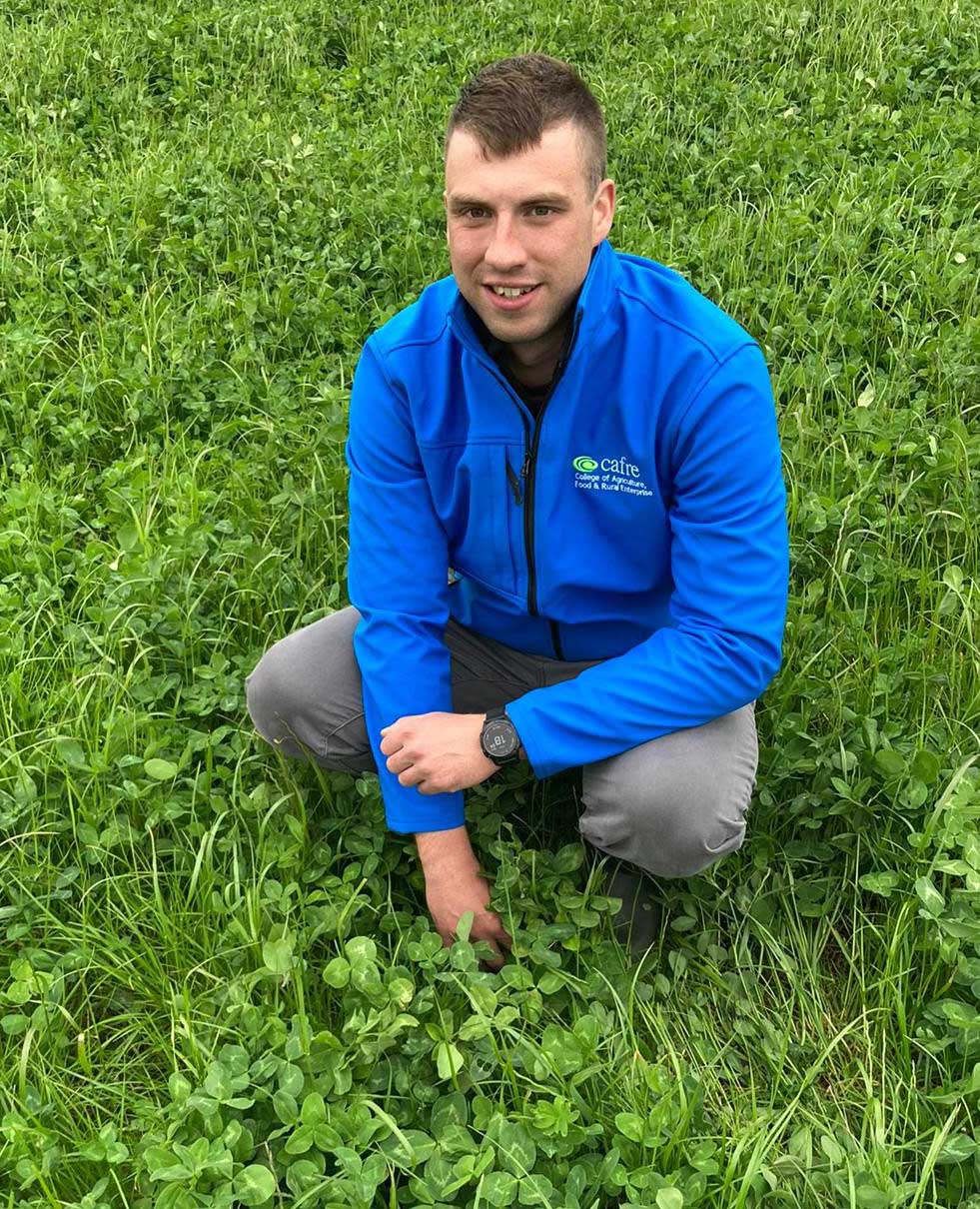 A Red Clover Solution On Beef And Sheep Farms