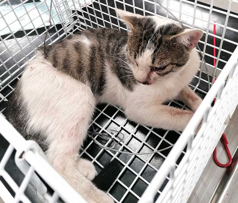 USPCA Appeal After Cat Snared In Newry