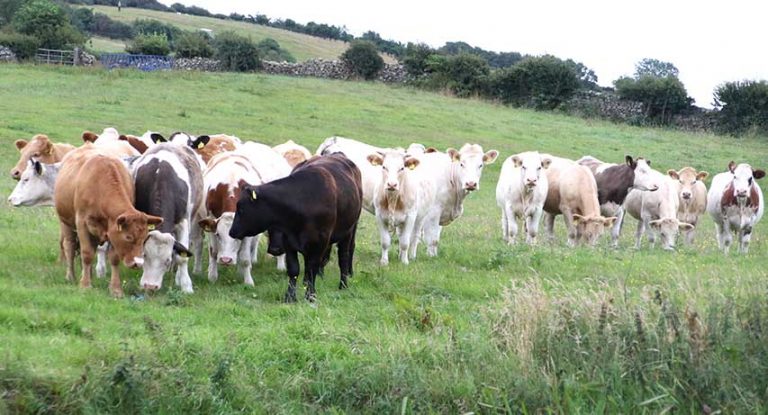 Bluetongue Disease Threat To Farm Livestock