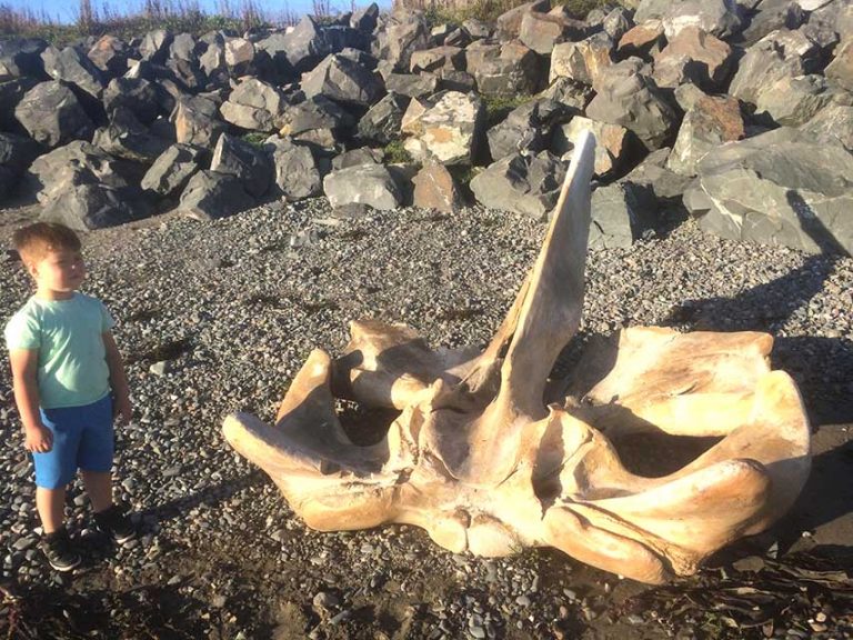 Whale Carcase Washes Up On Minerstown Beach