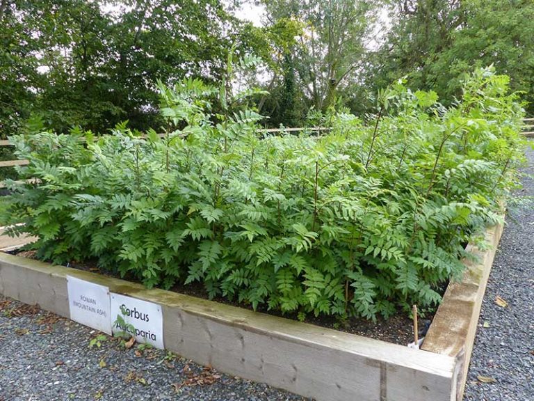 Woodland Trust Helps Councils Go Greener