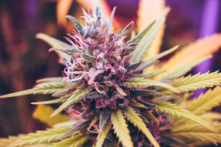 Man Charged After Cannabis Seizure In Rathfriland