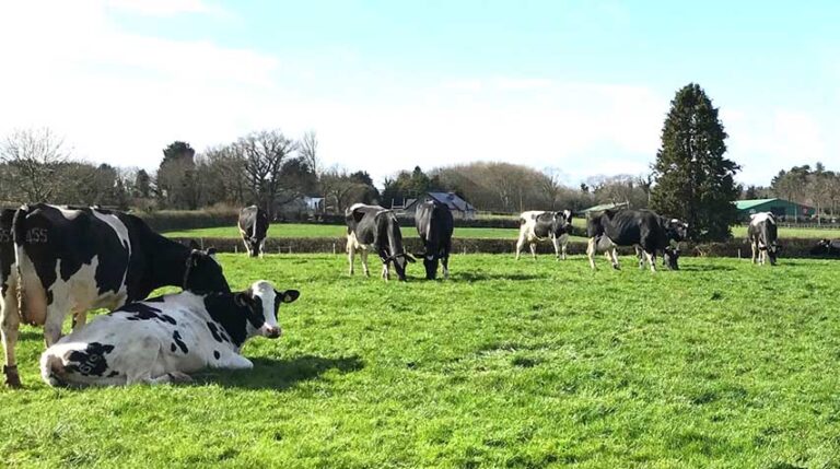 CAFRE Expert Explains How To Reduce Ammonia