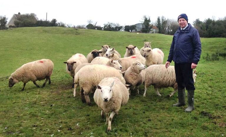 Keep Dogs On A Lead During Lambing Season