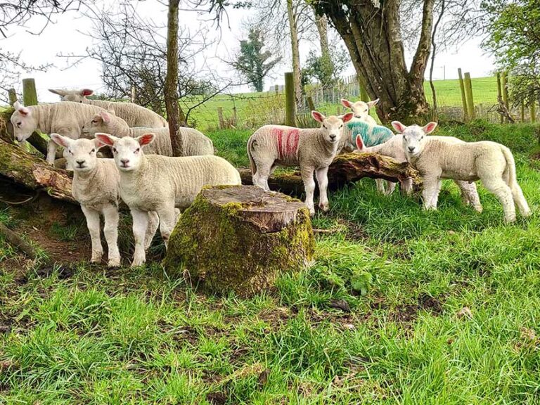 Pet Lamb Management From CAFRE Pet Lamb Management From CAFRE