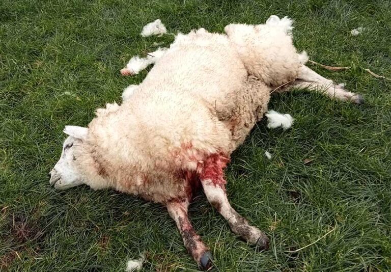 Uncontrolled Dogs Are A Menace Says Farming Bodies