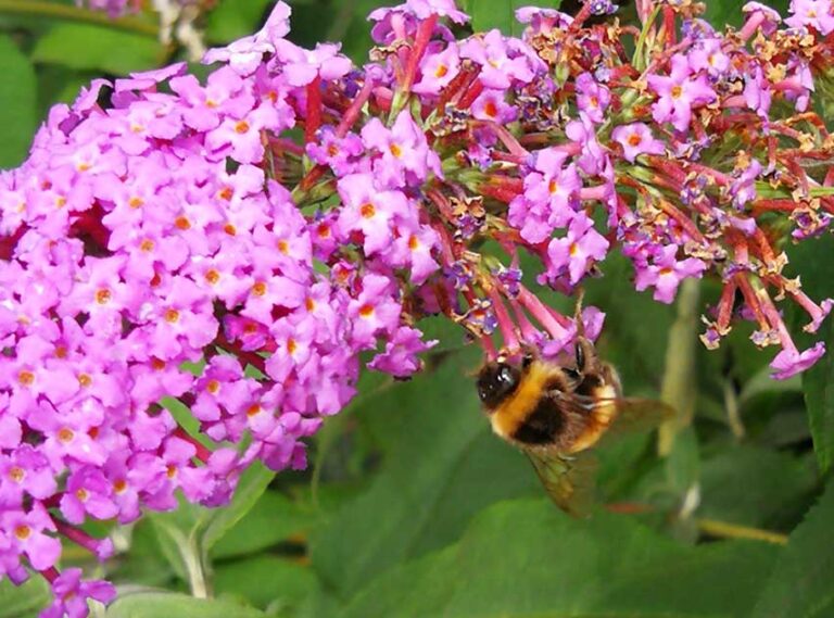 NI Volunteers Buzzing With Pollinator Plan NI Volunteers Buzzing With Pollinator Plan