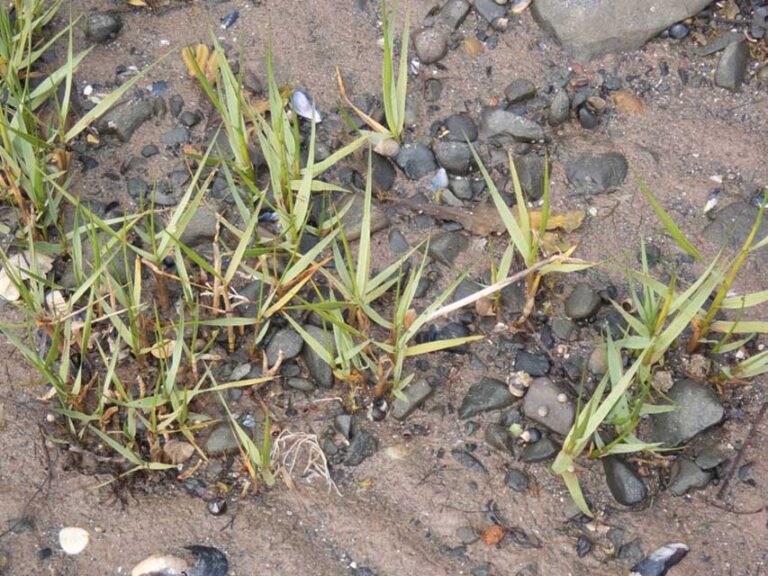 Native Eelgrass Under Threat Says NMD Council Native Eelgrass Under Threat Says NMD Council