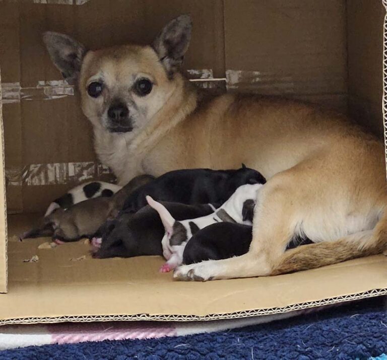 Puppies And Their Mum Dumped In Newry