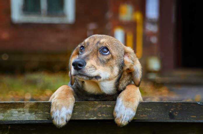 Brown Says Halloween Fireworks Scare Animals
