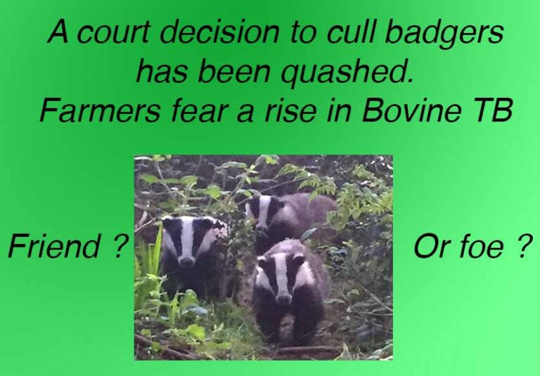 Fur Flies Over Court Decision On Badger Cull