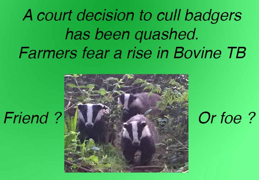 Fur Flies Over Court Decision On Badger Cull
