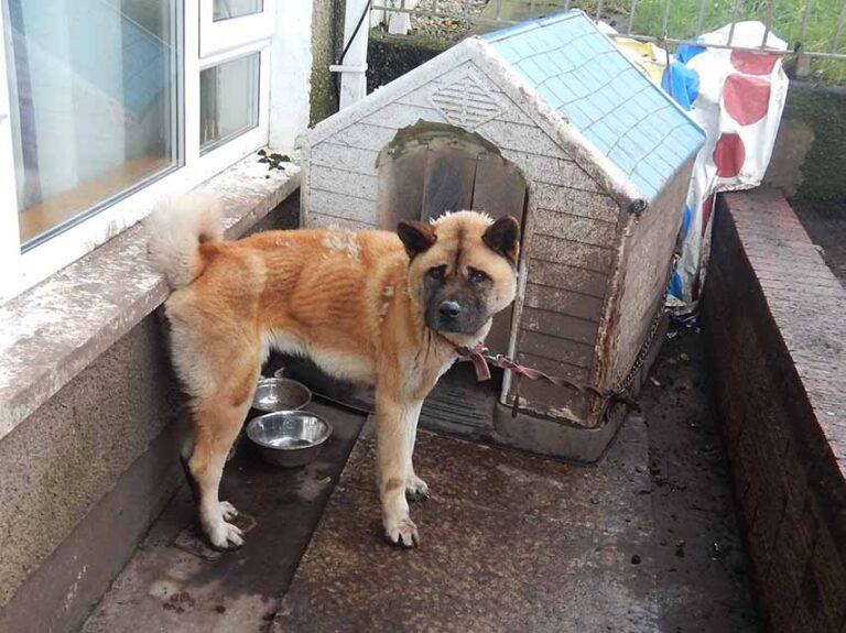 Animal Welfare Convictions For Downpatrick Two Animal Welfare Convictions For Downpatrick Two