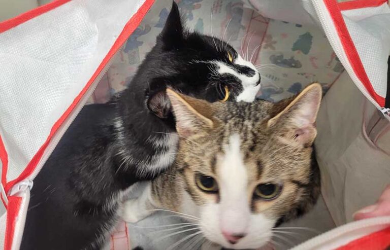 Two Moggies Abandoned In A Shopping Bag In Newry