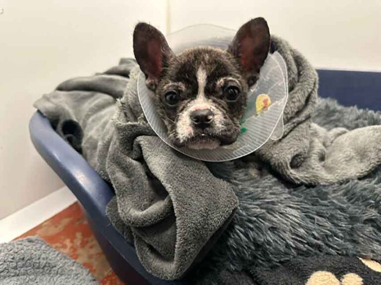 French Bulldog Puppy Thrown From Car Window In Newry