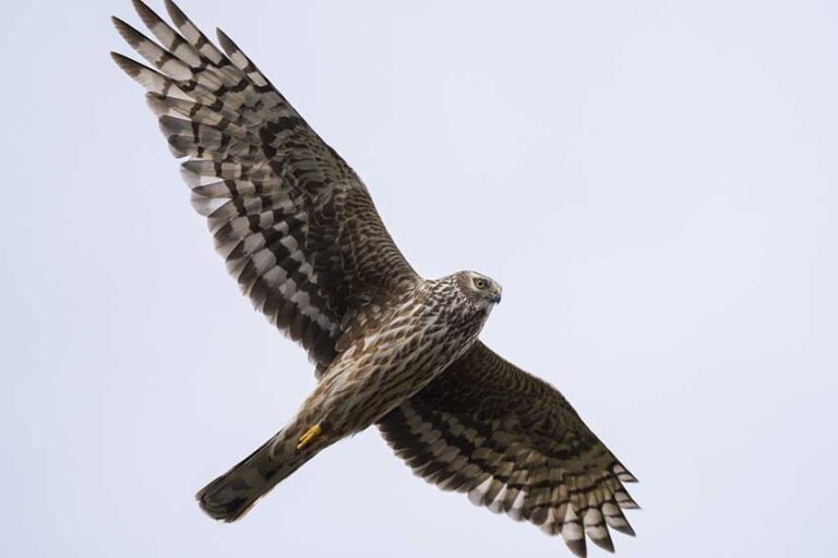 Hen Harriers Under Pressure Says Major Survey Hen Harriers Under Pressure Says Major Survey