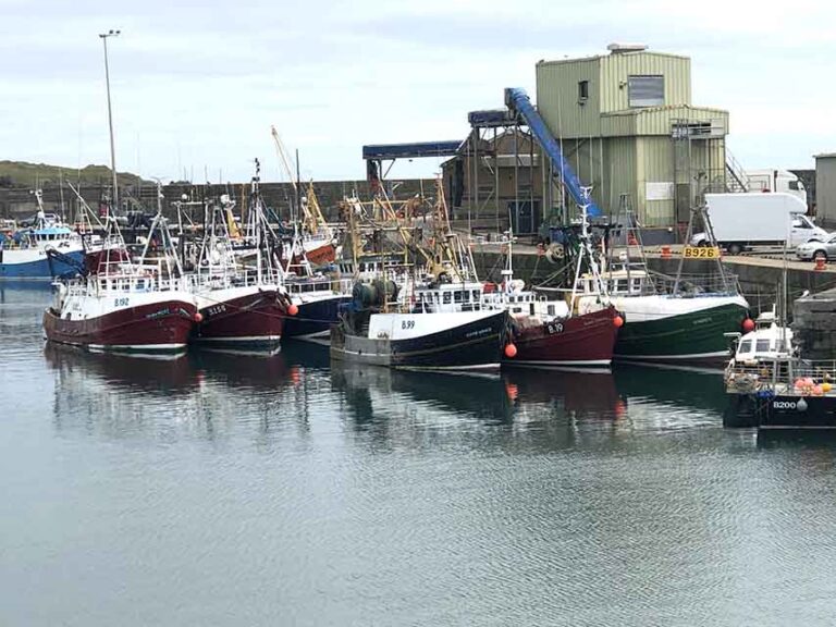 DAERA Launches Shellfish Consultation