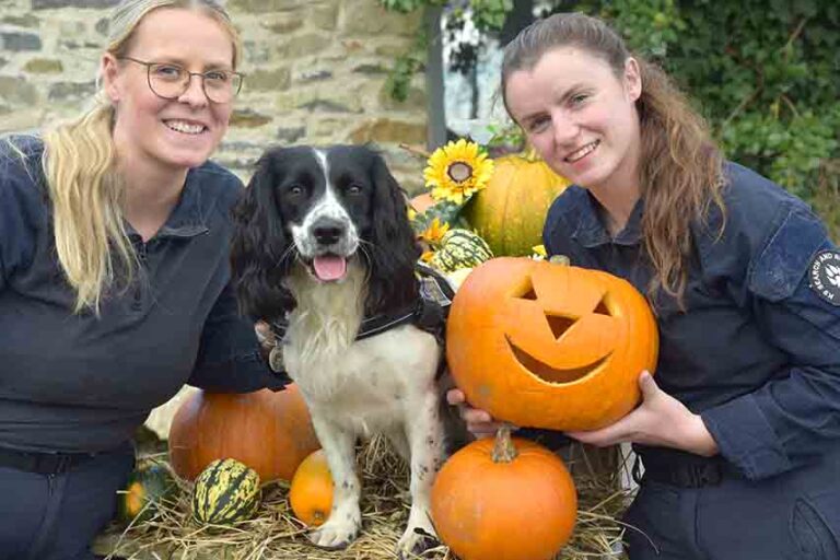 Come Visit The Annacloy Pumpkin Patch To Help K9 Dogs