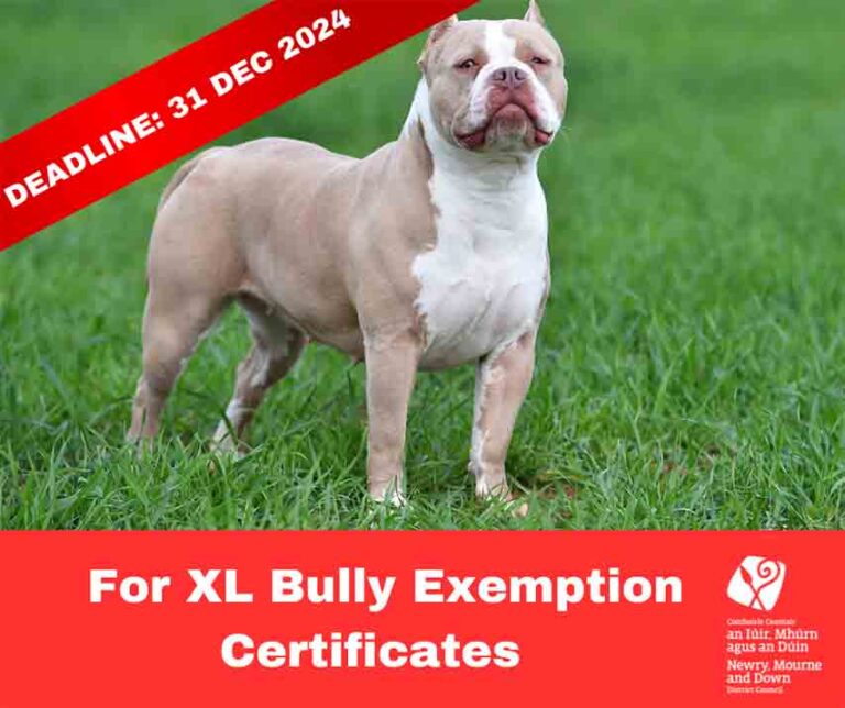 XL Bully Owners Need To Apply For Exemption Certs