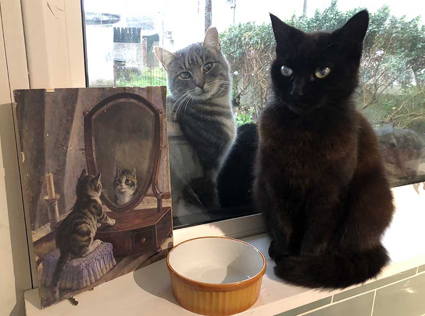 Cats Are Still A Big Part Of Our Lives