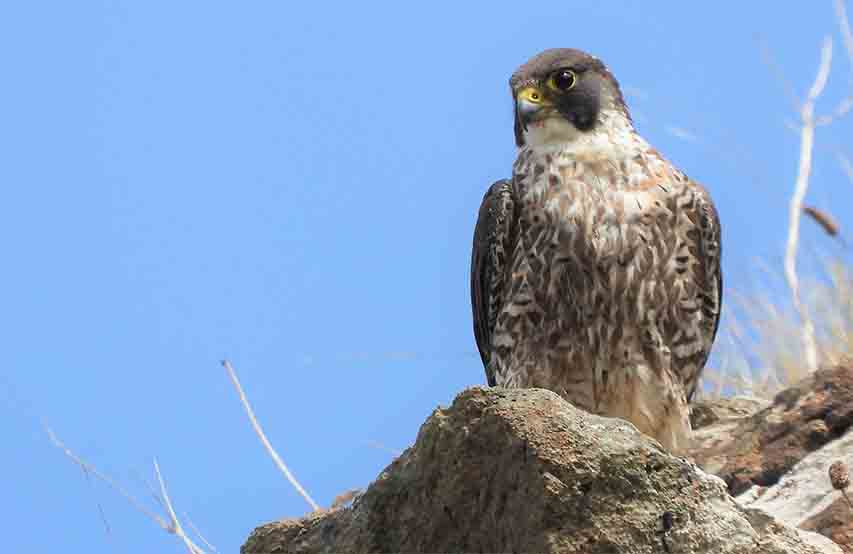 Police And Raptor Group Receive Top Award