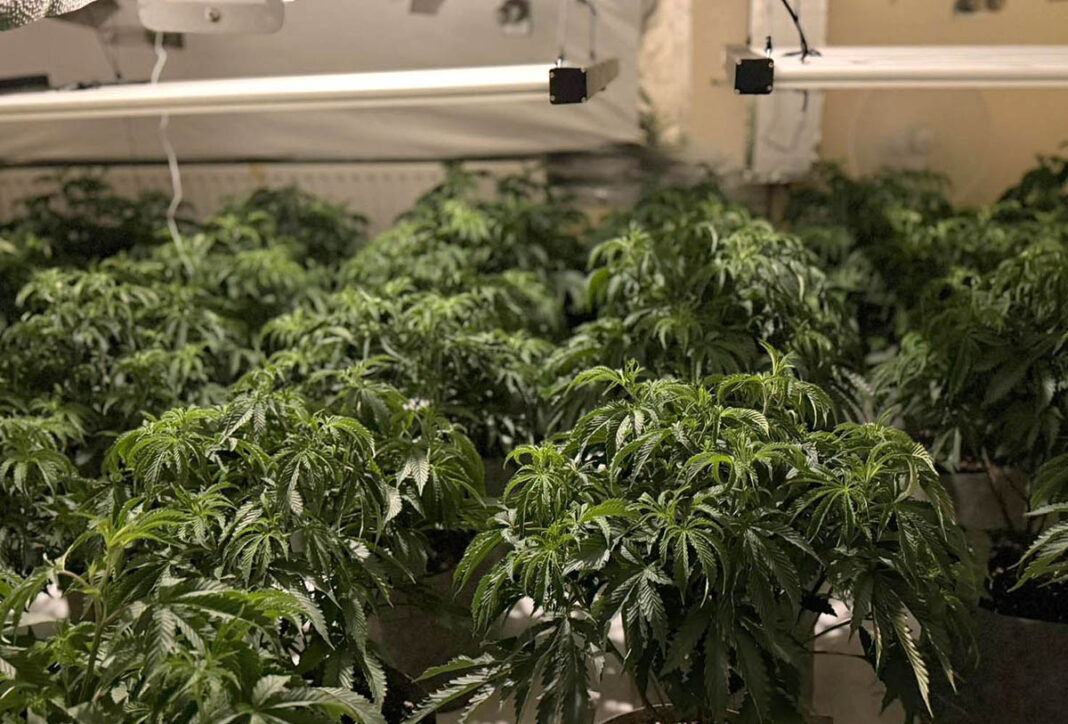 Police Discover Killough Cannabis Factory